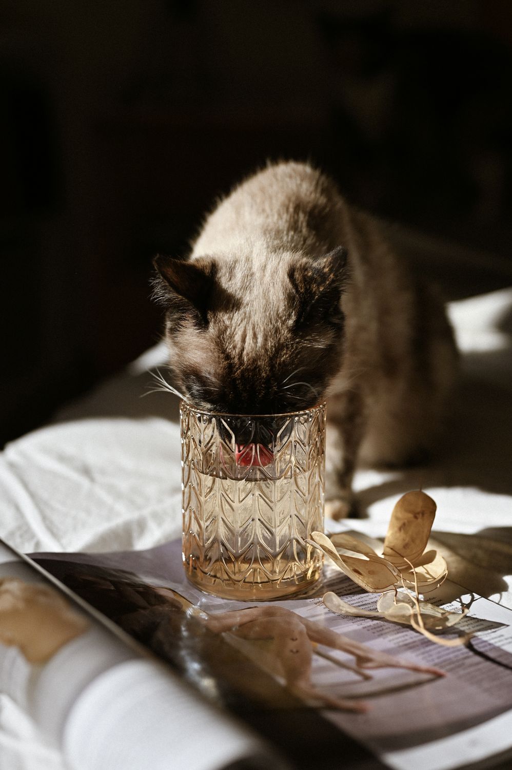 Siamese cat hydrating from a flowing water fountain indoors