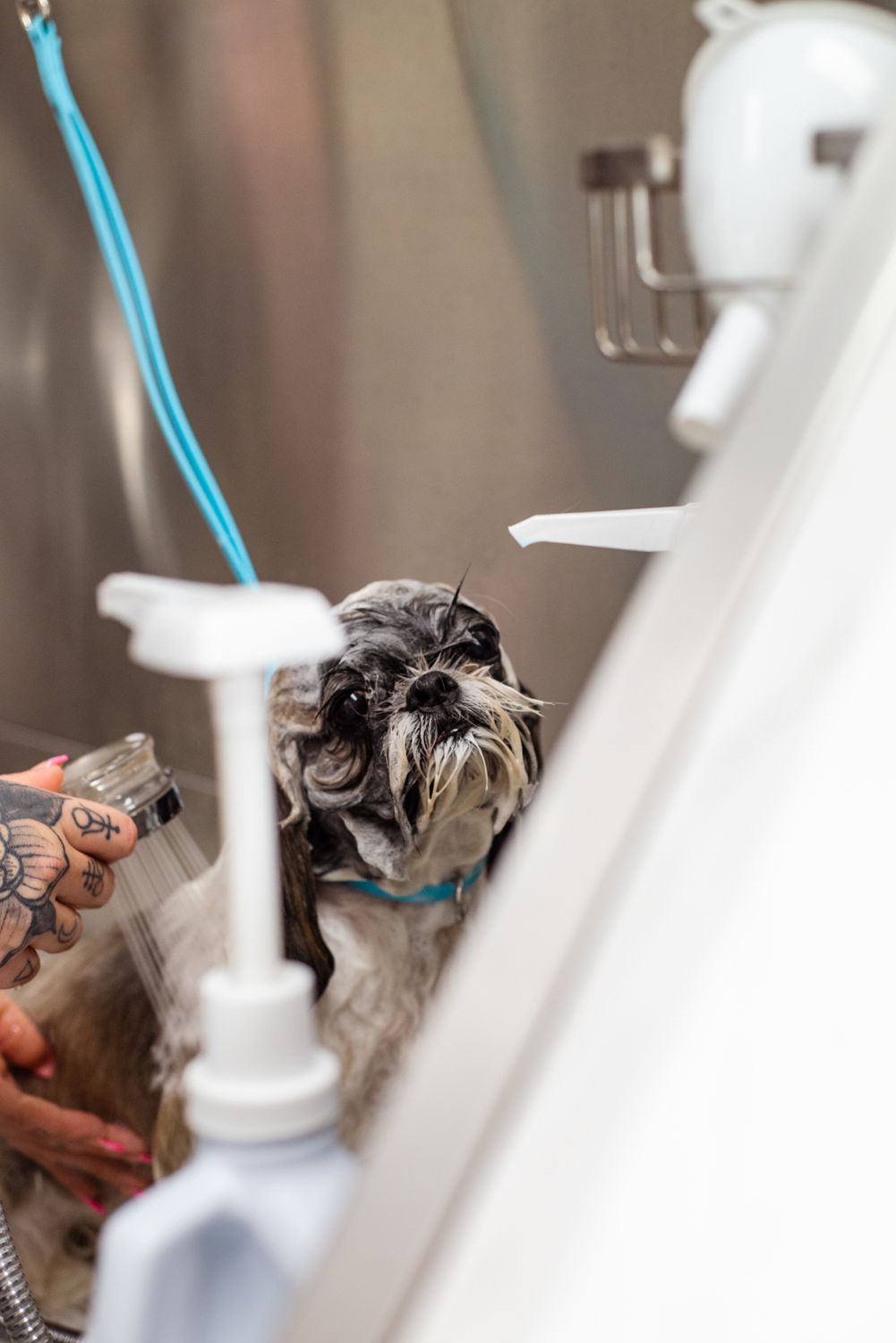 Small dog getting professional grooming bath with foam sprayer