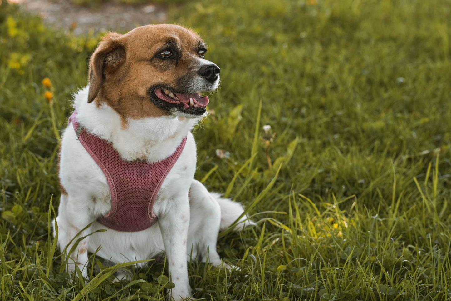 Cute fluffy dog in a pink harness enjoying the outdoors from a carrier backpack