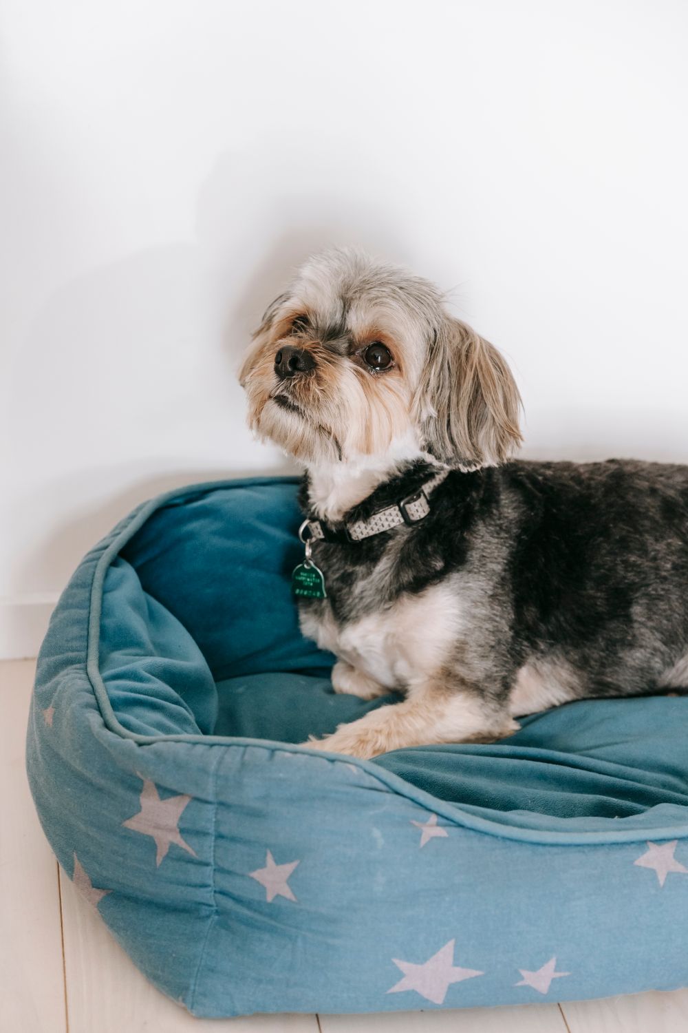 Cute Morkie dog looking up adorably wearing a fun pet headgear accessory
