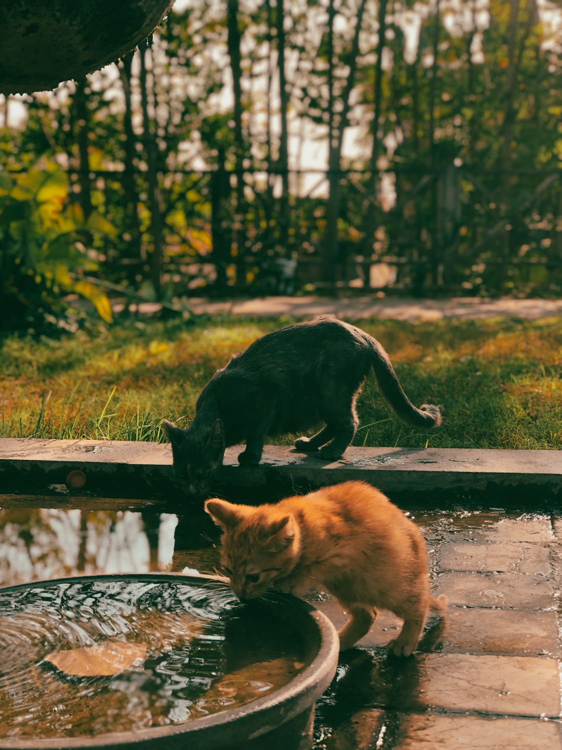 Two cats drinking fresh water from a pet water fountain