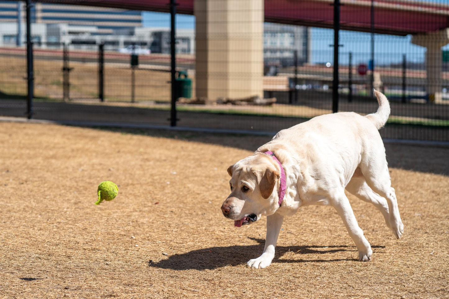 Labrador Retriever eagerly chasing a tennis ball in a park