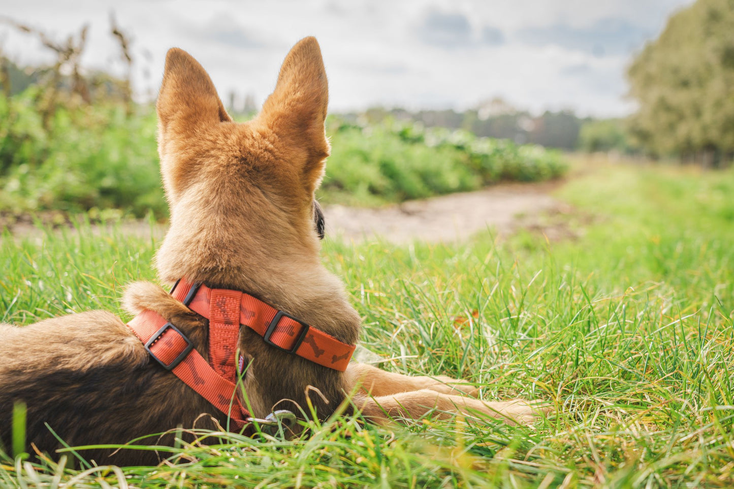 German Shepherd resting in a sunny field after an active fetch play session