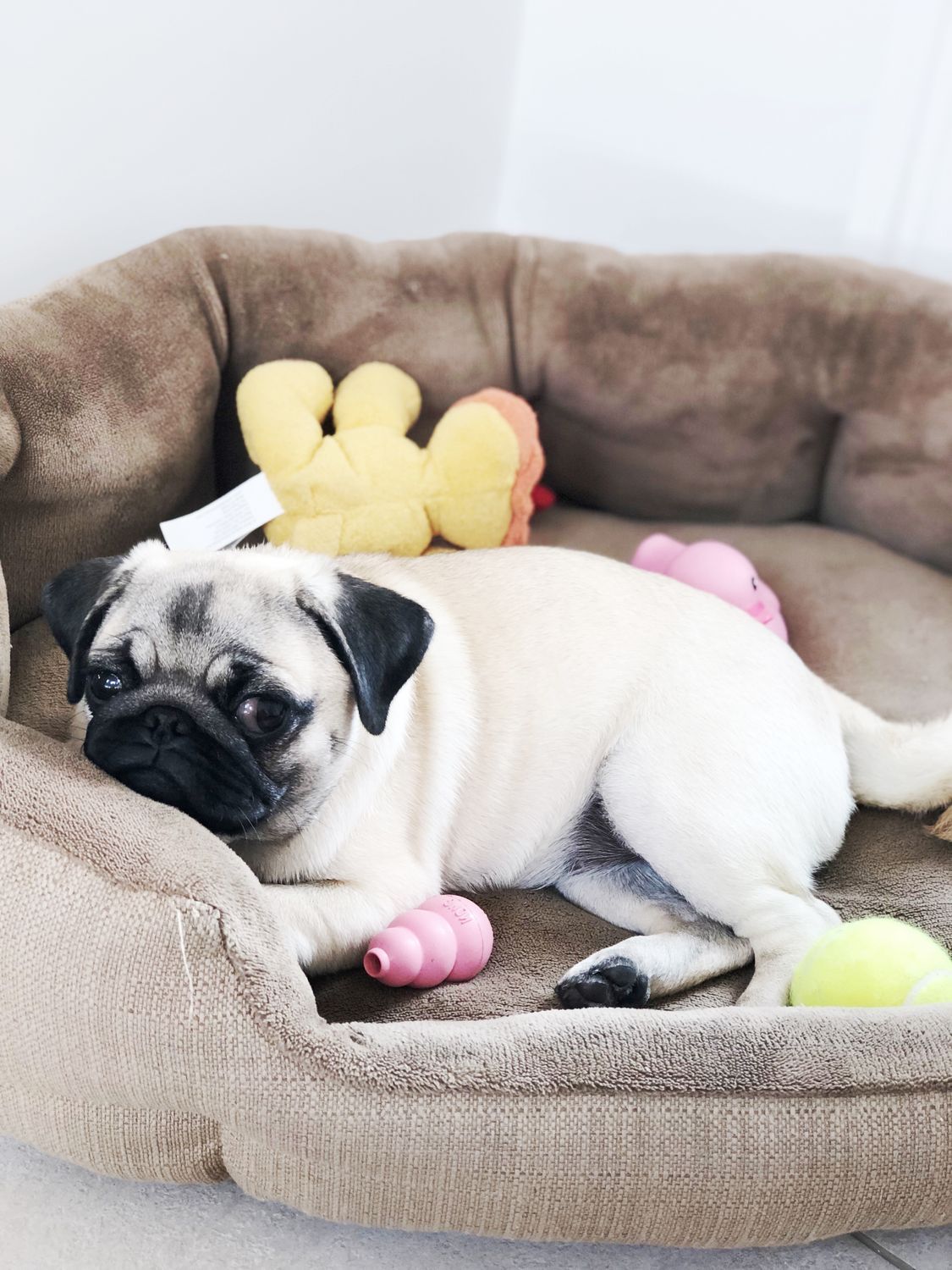 Adorable pug relaxing in a plush bed wearing a cozy costume