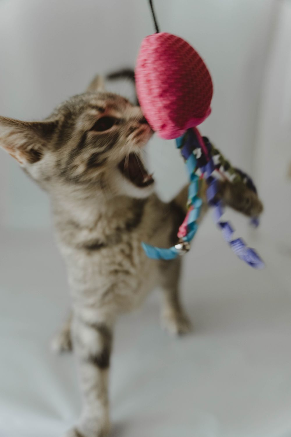 Energetic cat playing and pouncing on an interactive toy