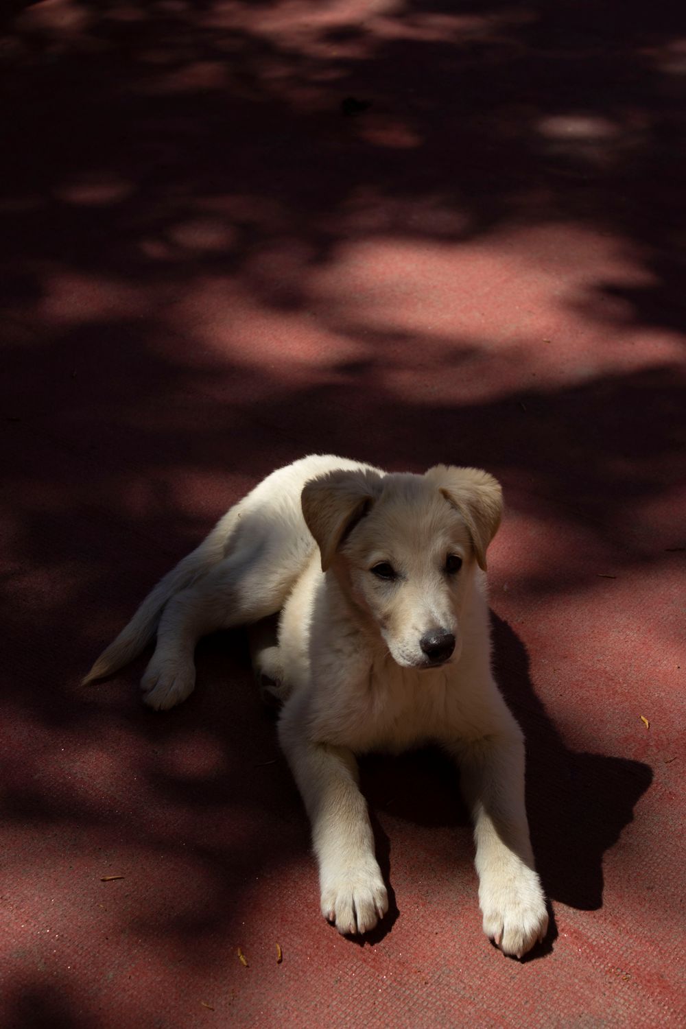 Puppy lying on a cool surface on a sunny day staying comfortable