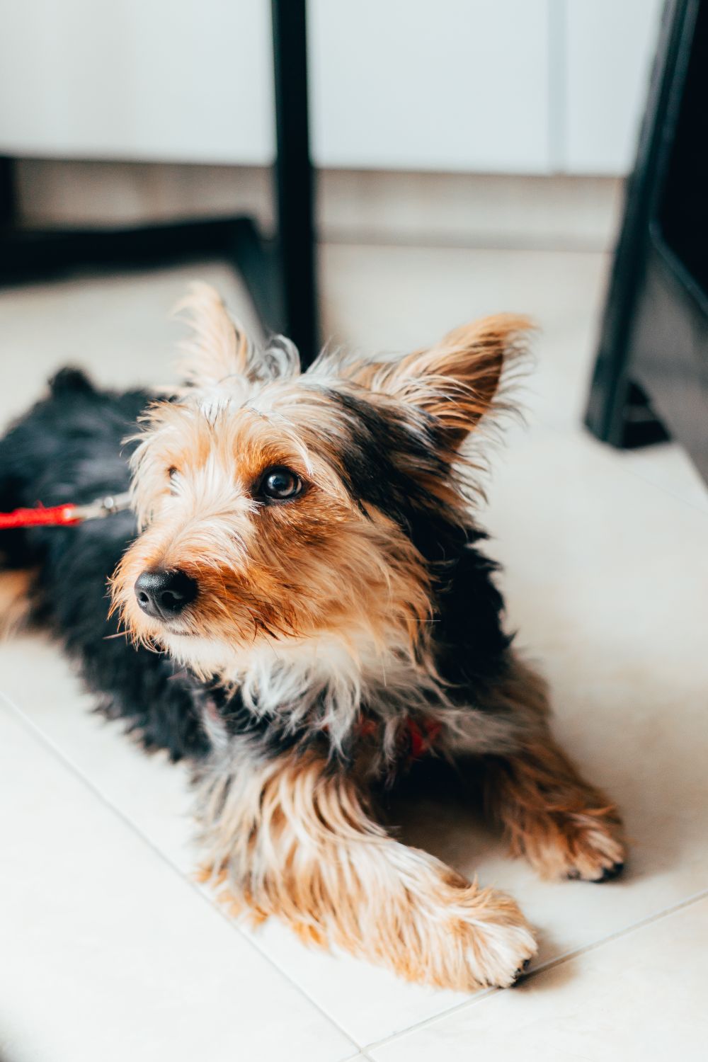 Yorkshire Terrier lying comfortably on a smooth floor with paws visible