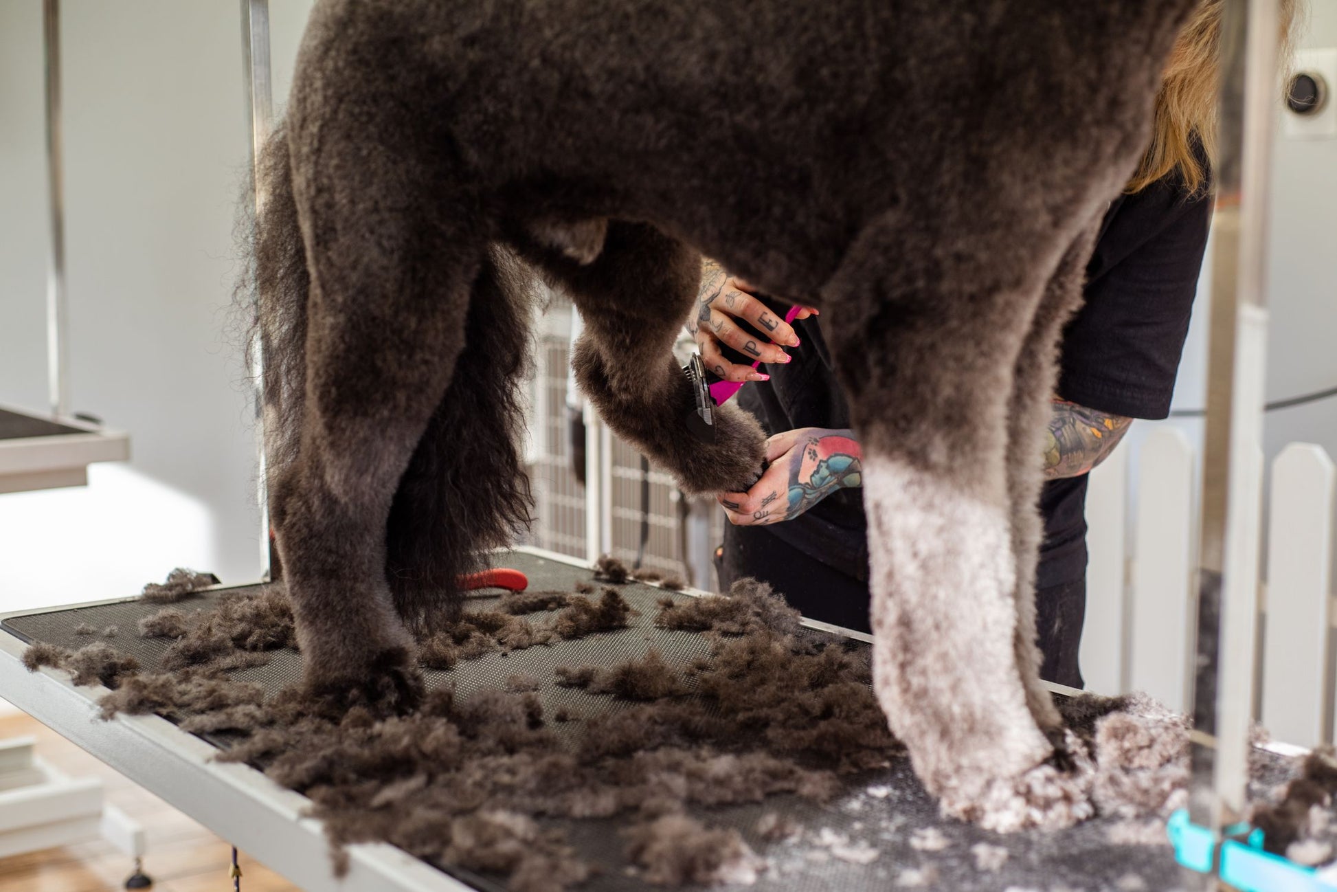 Groomer using electric brush to trim and style a dog's fur
