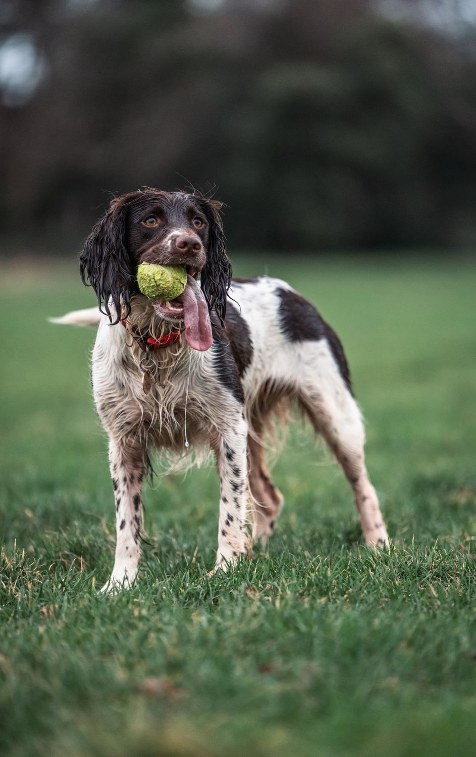 Energetic Springer Spaniel playing fetch in a park — perfect companion for ball launchers