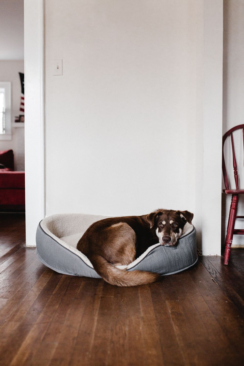 Dog resting comfortably in soft round pet bed on wooden floor