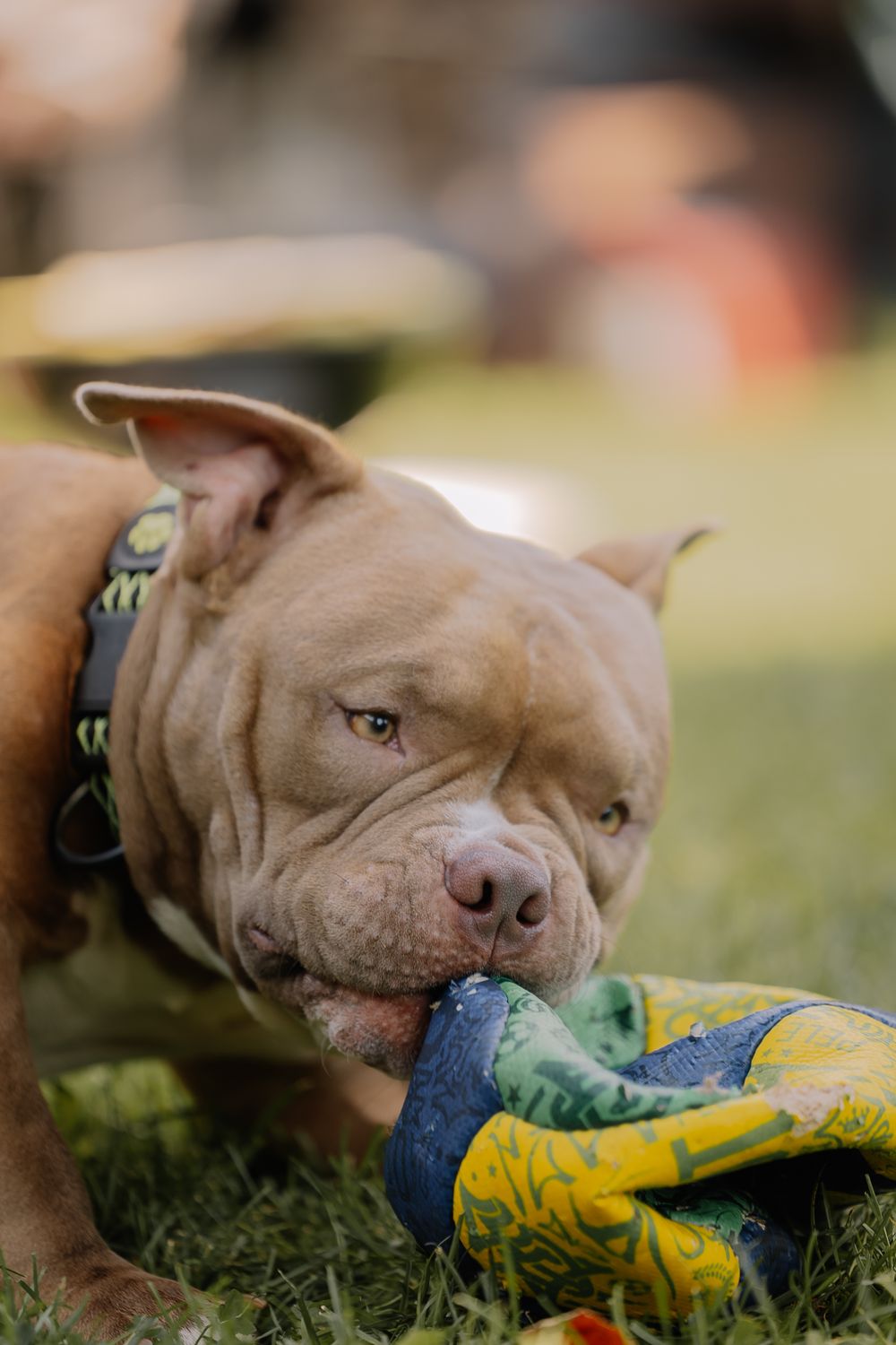 Pitbull joyfully playing with a colorful toy ball outdoors