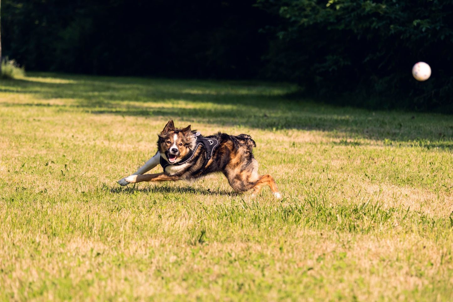 Border Collie sprinting to fetch a jumping ball in a sunny park field