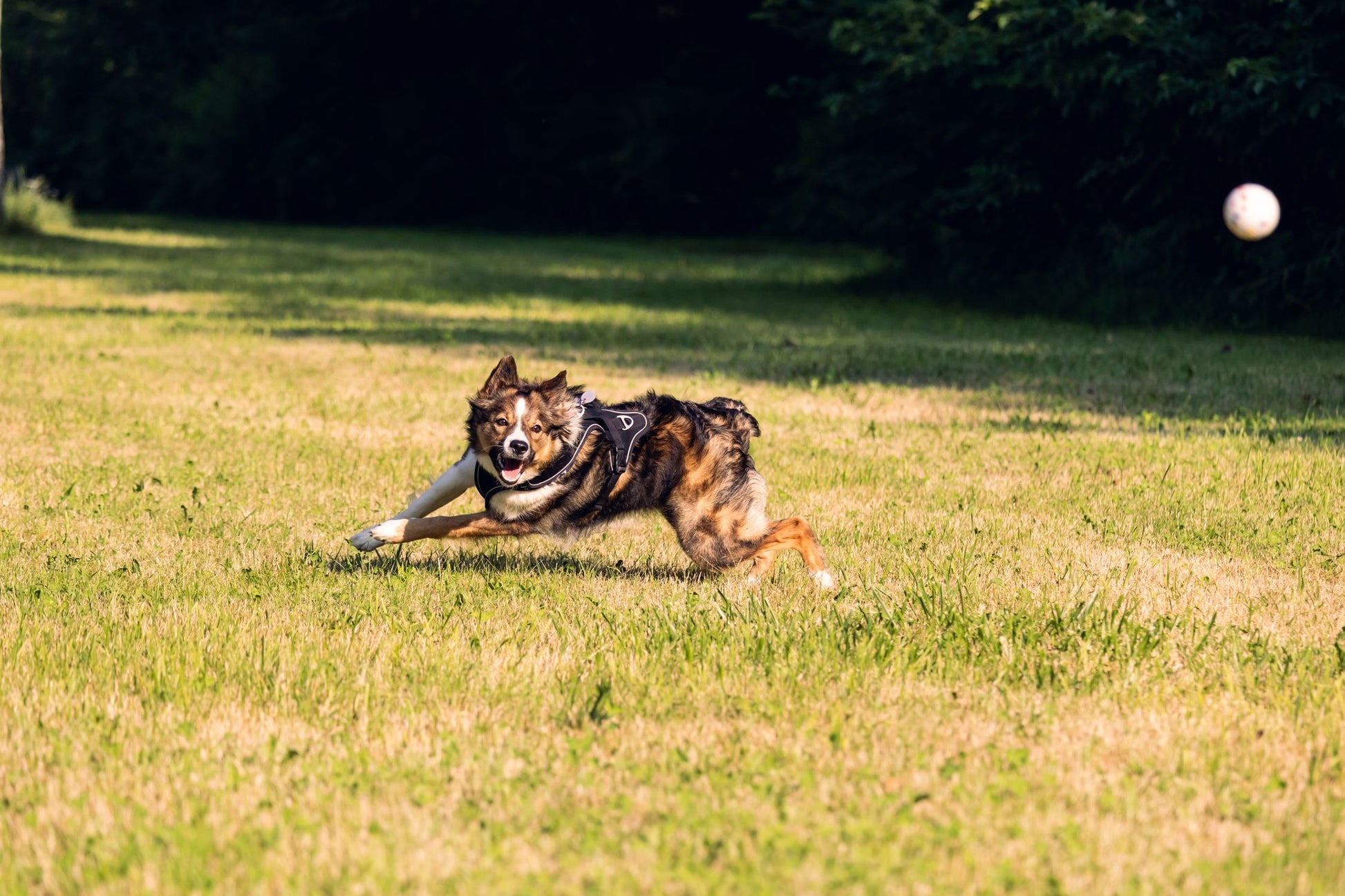 Border Collie sprinting to fetch a jumping ball in a sunny park field