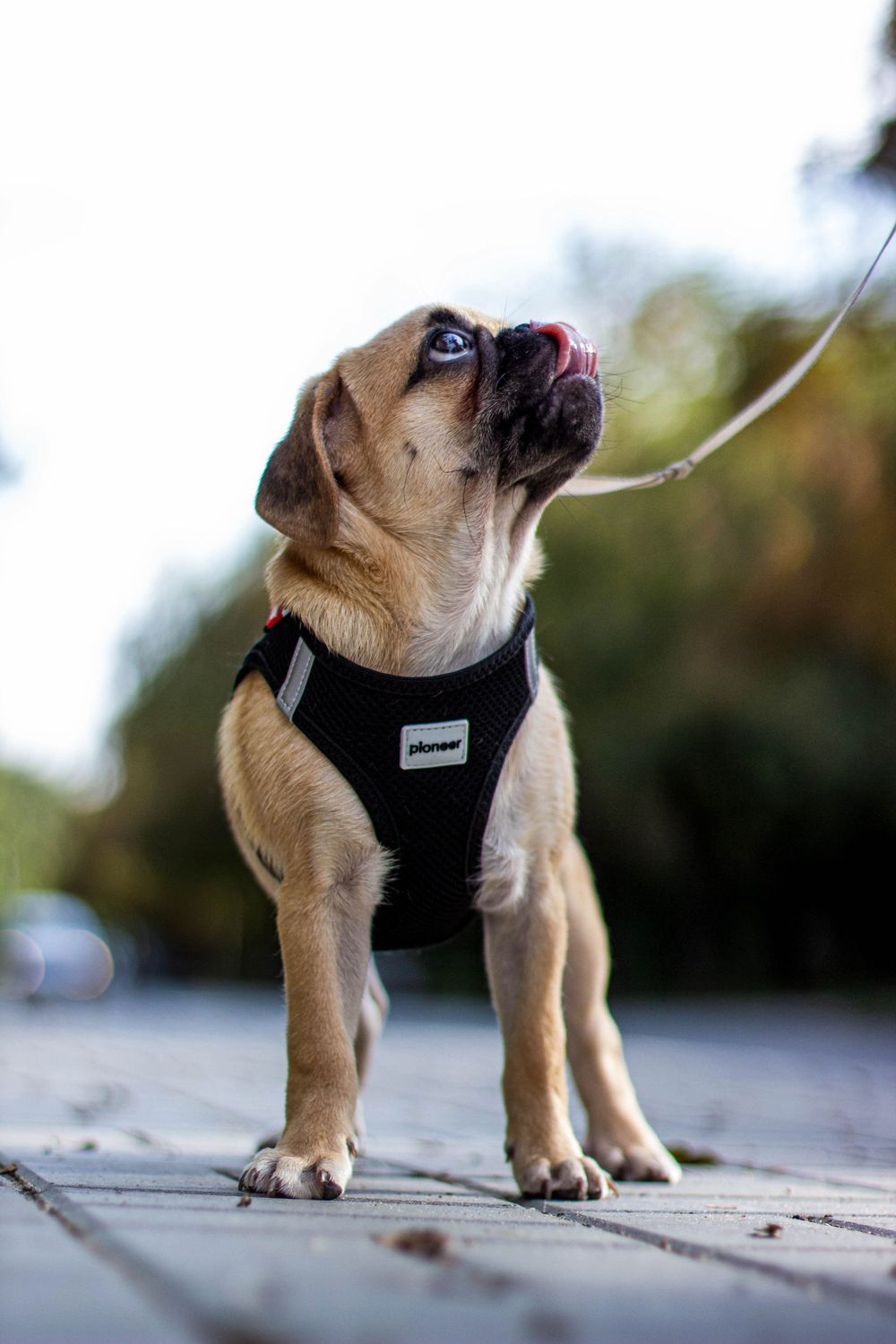 Adorable pug puppy being taken out in a carrier for an outdoor adventure