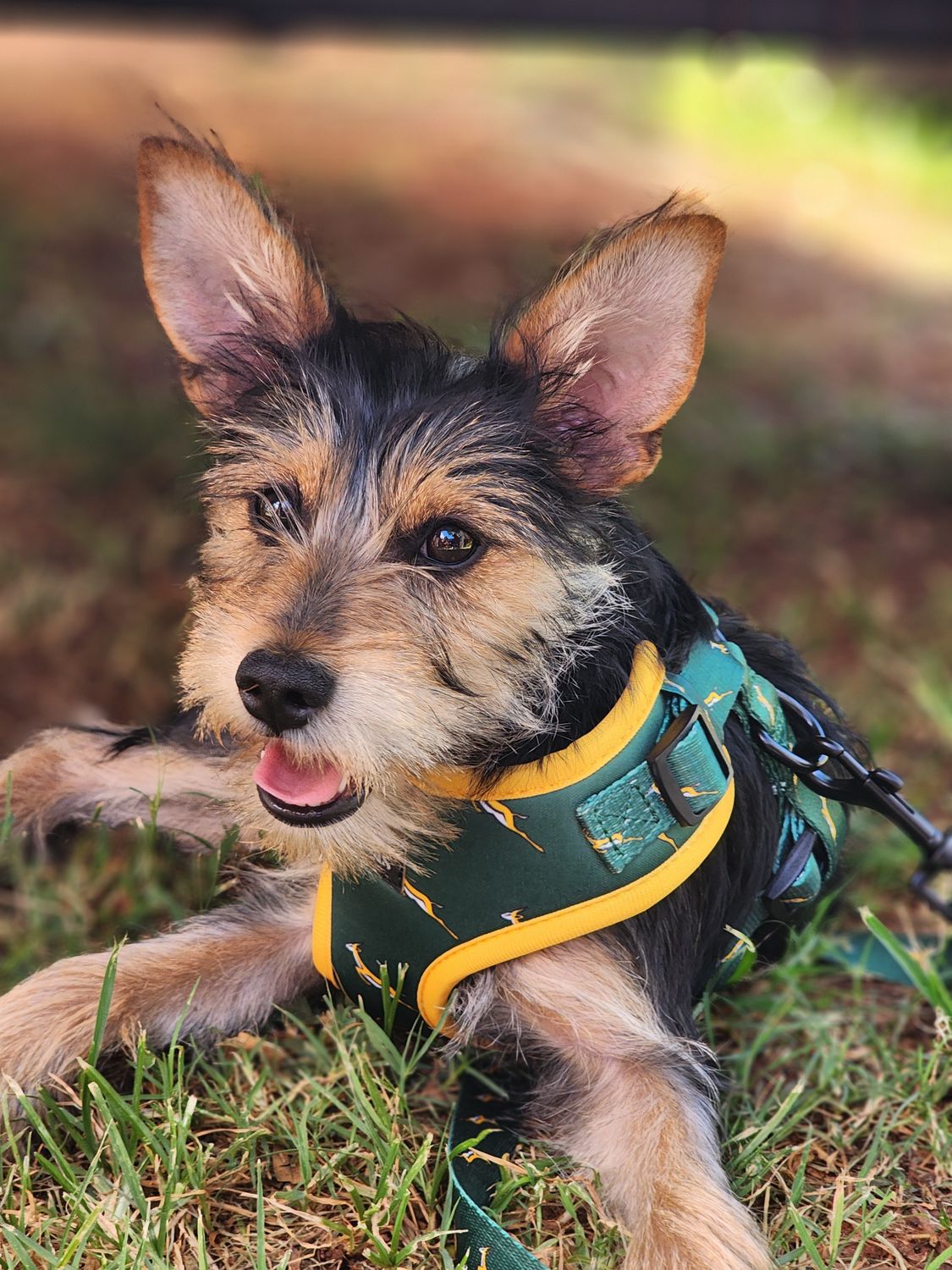 Terrier puppy wearing a bright reflective harness enjoying sunny grass