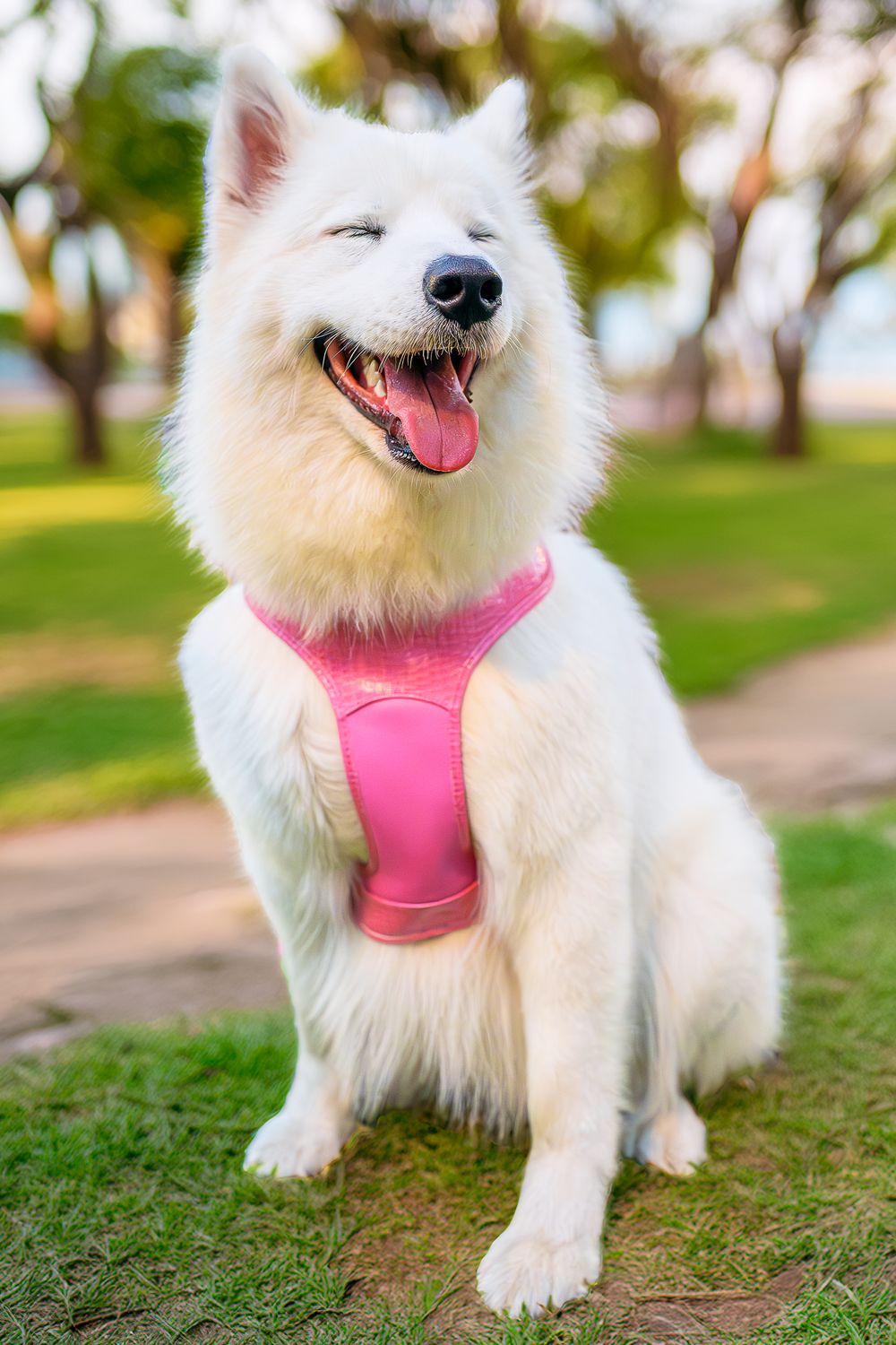 Happy white Samoyed dog wearing a pink adjustable harness outdoors