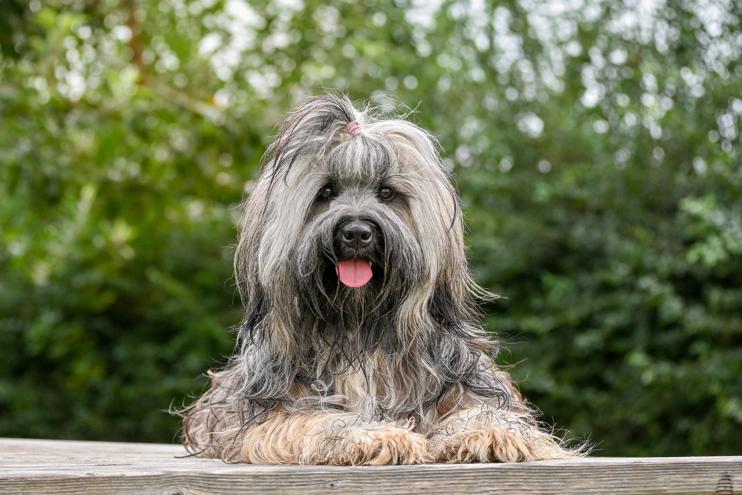 Dog with long fur resting comfortably on a surface outdoors during summer