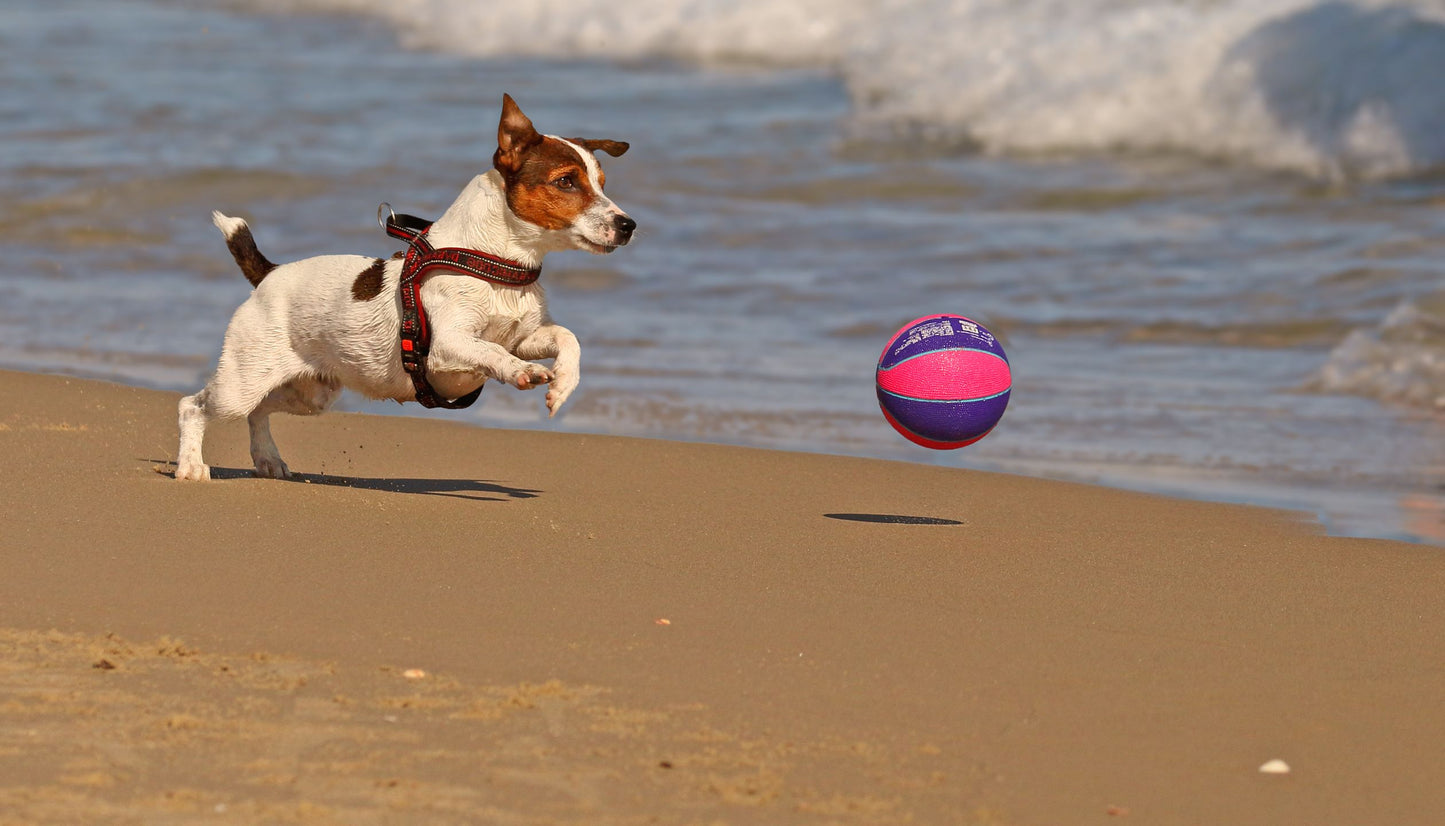 Jack Russell Terrier jumping for a colorful bouncing ball on the beach