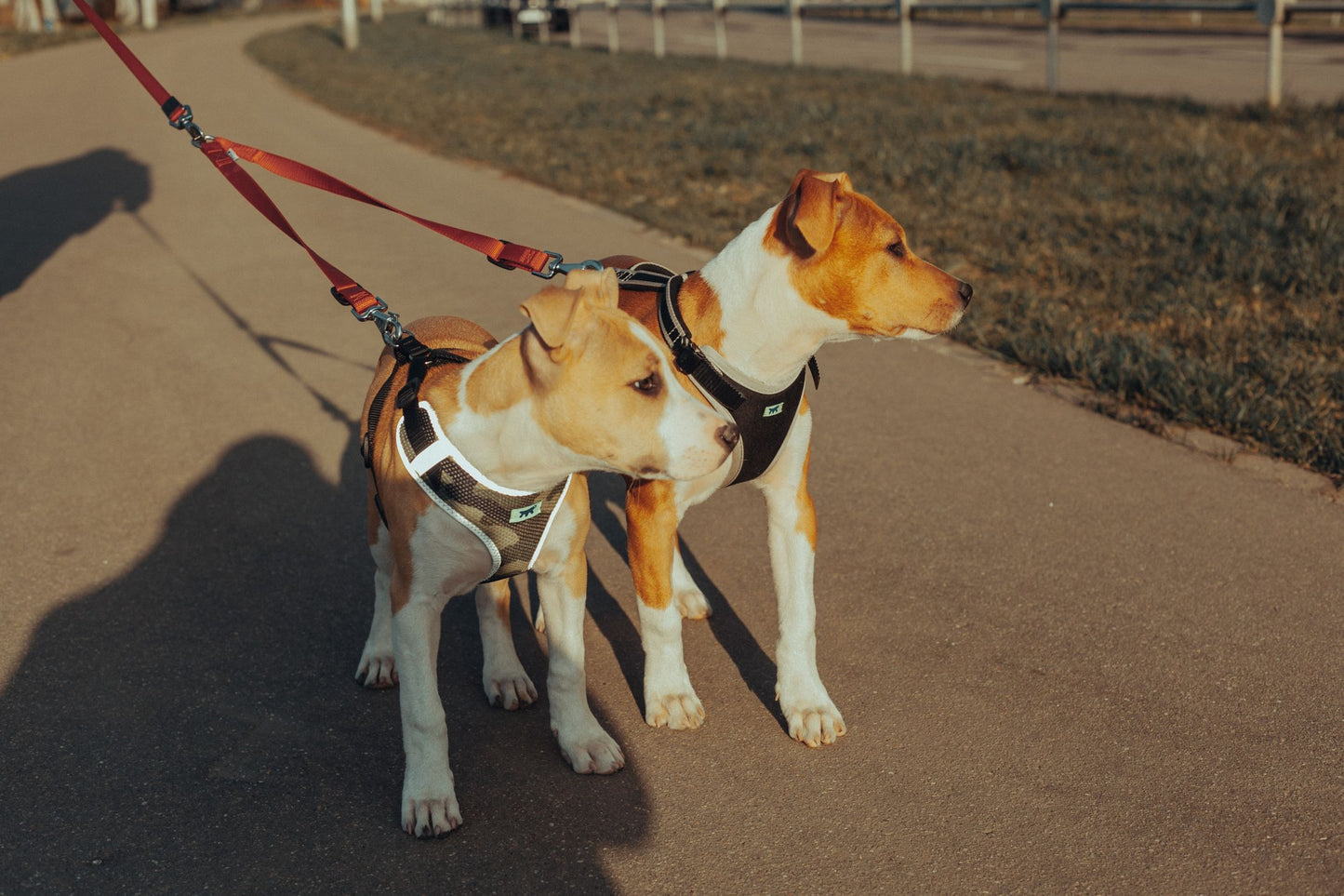 Two dogs on retractable leashes enjoying a walk on a sunny pavement