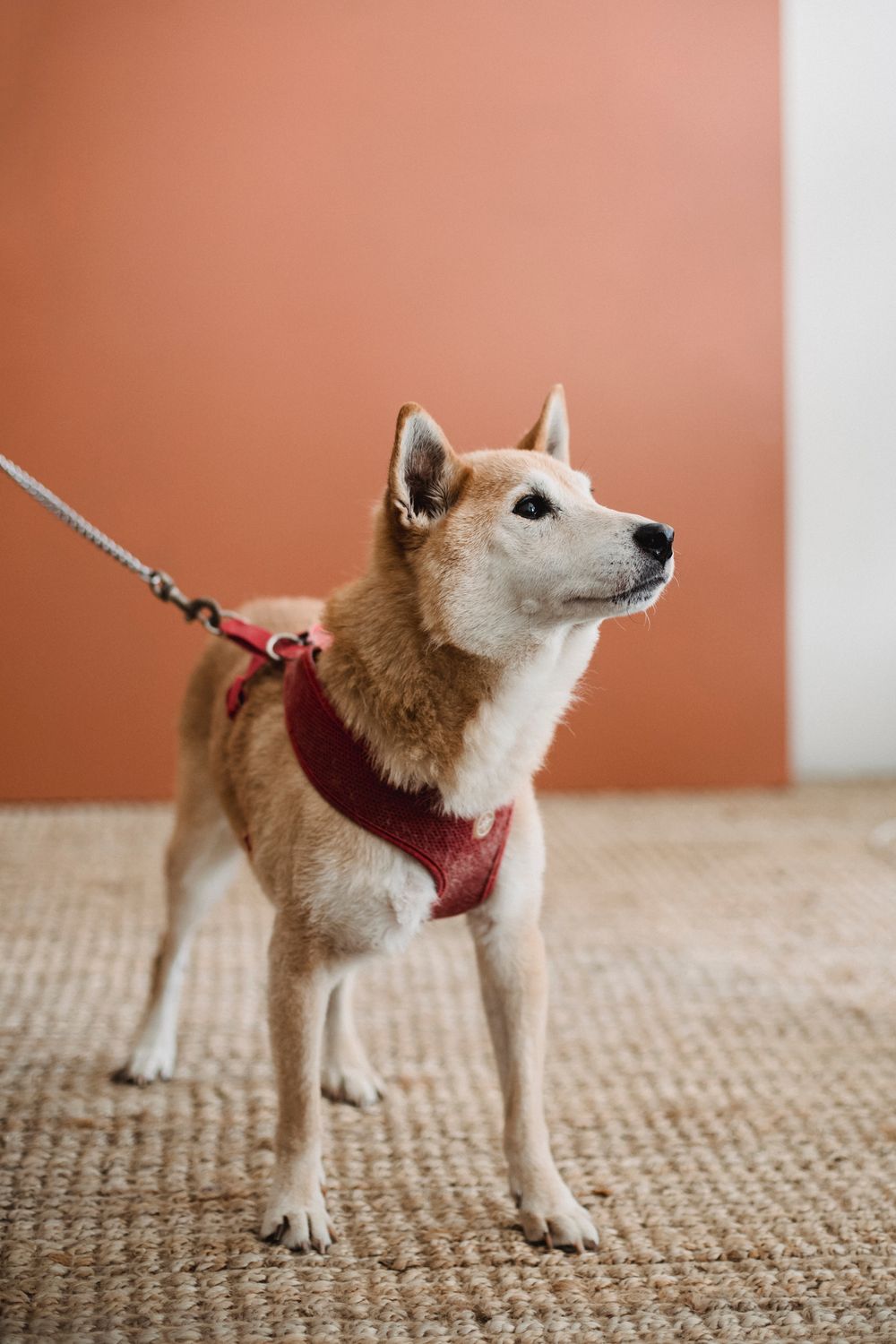 Puppy standing patiently on indoor floor showing need for anti-slip paw protection