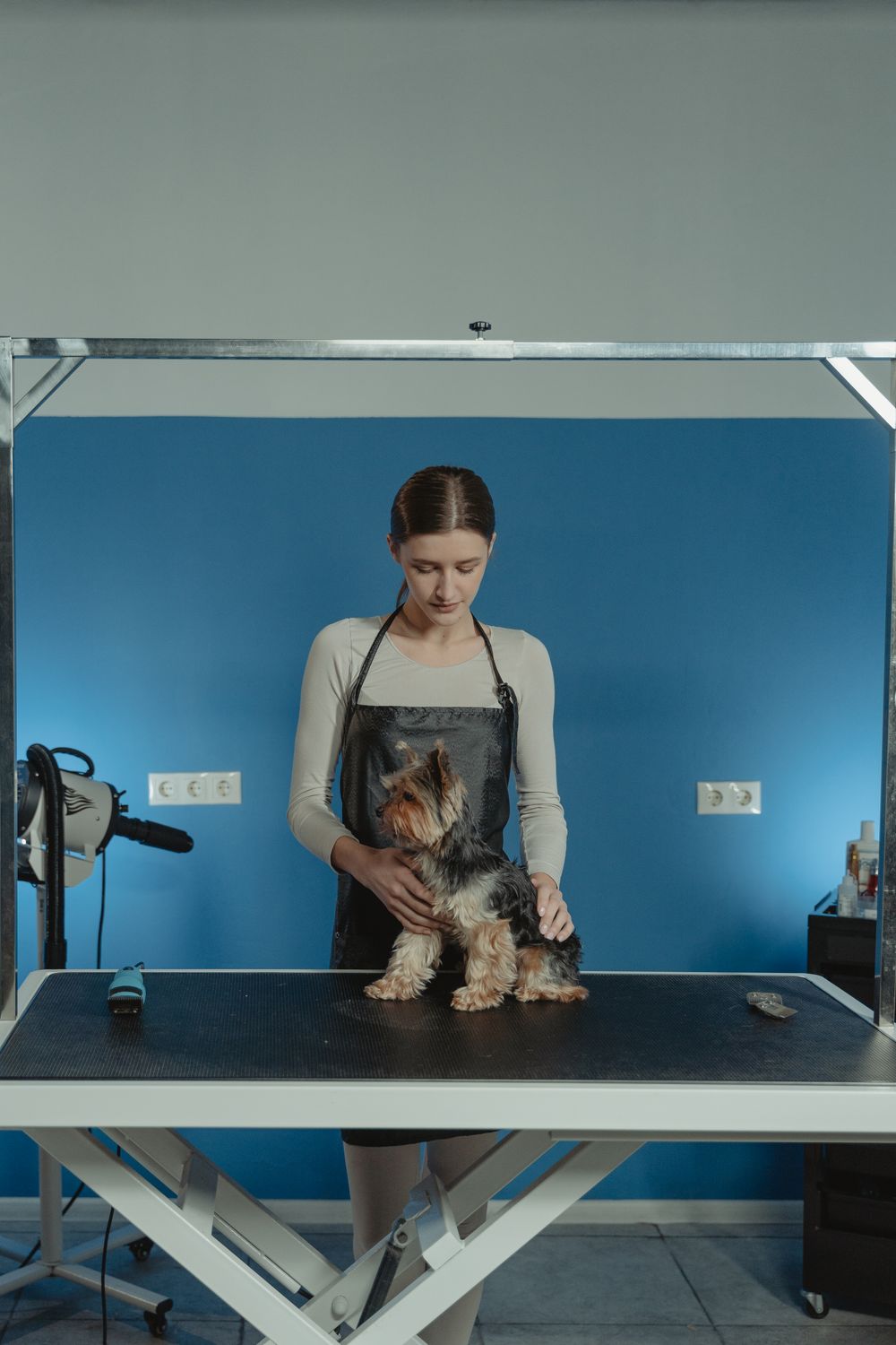Professional groomer styling and brushing a dog with a grooming brush