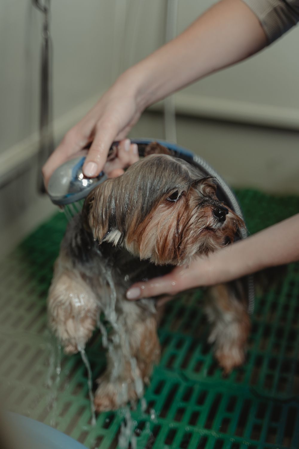 Dog being showered during a professional grooming bath session