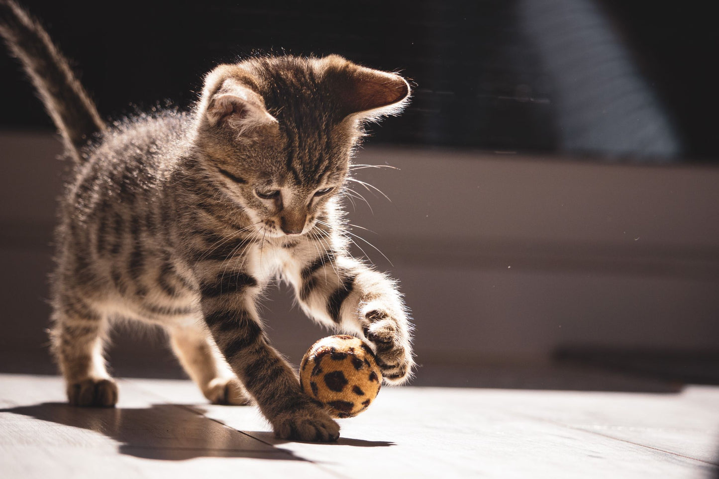 Tabby kitten playfully batting at a rolling ball in sunlit indoor play session
