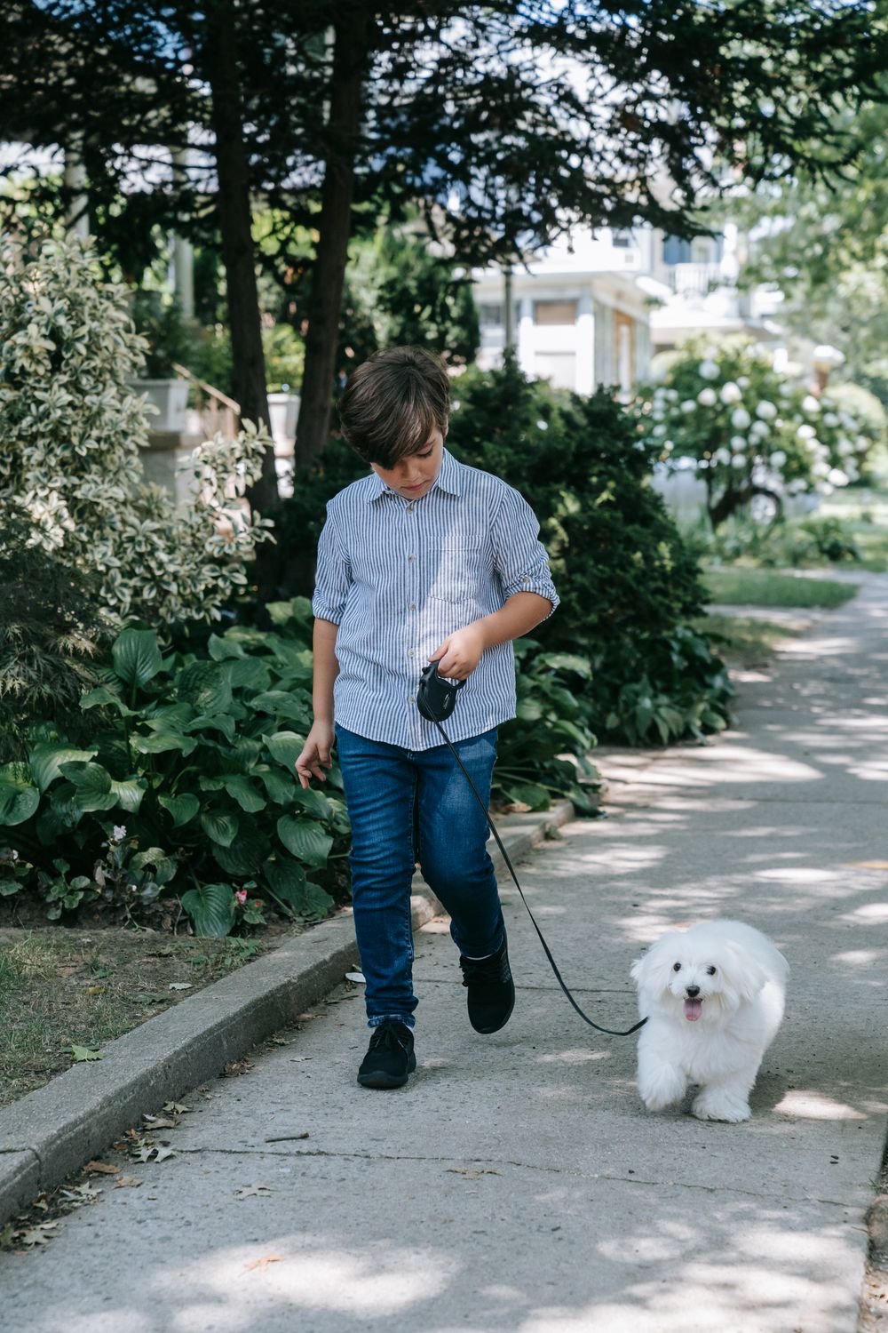 Boy walking a fluffy white dog on a leash in a sunny neighborhood